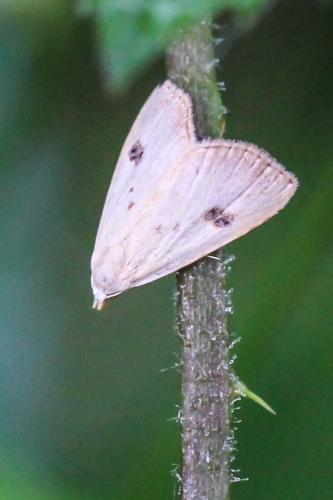 Réf. 253 226 : Rivula sericealis